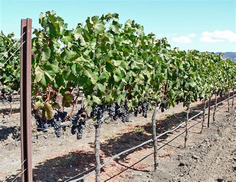 filenapa valley grapevines jpg wikimedia commons