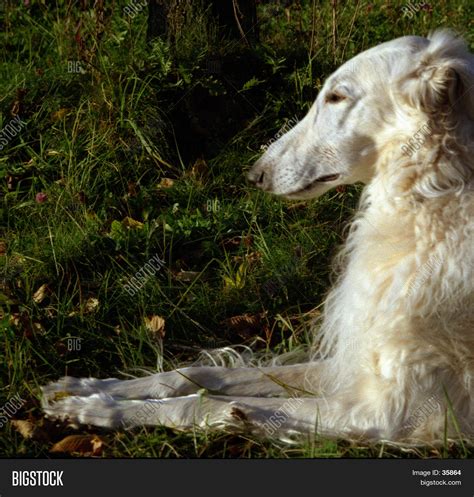 Russian Wolfhound Image & Photo (Free Trial) | Bigstock