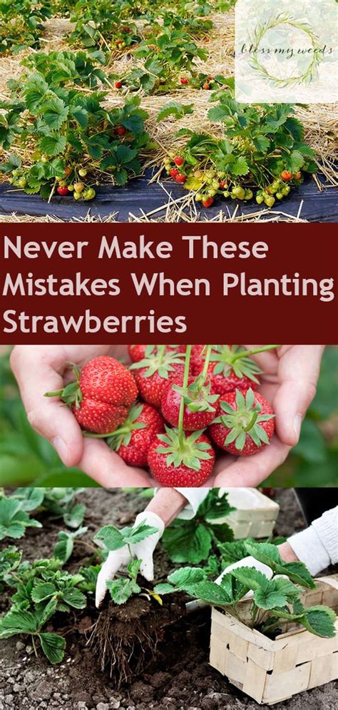 Planting Strawberries How To Plant Strawberries Planting Strawberries