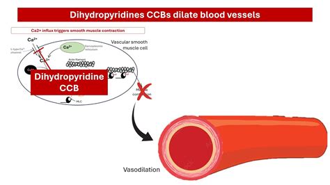 Exploring the Mechanisms and Applications of Dihydropyridine Calcium ...