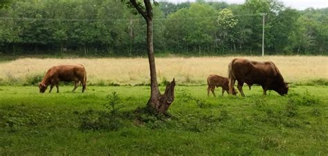 Cœur d Ass Mat Fête de la musique