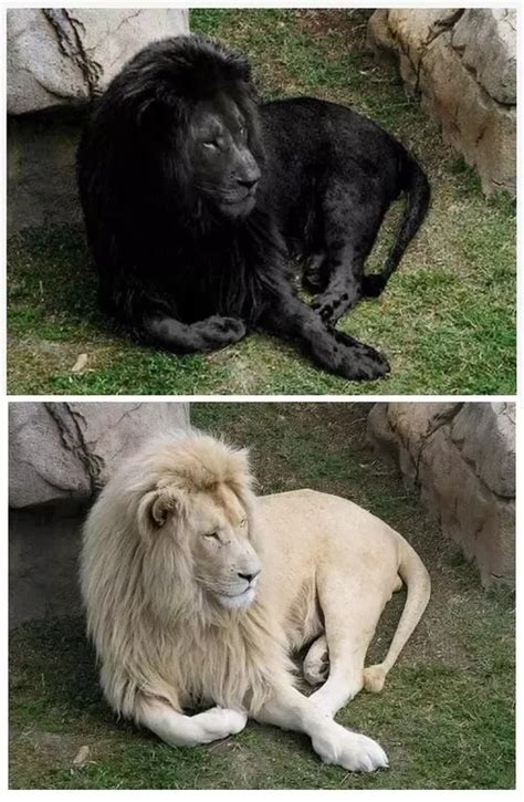 Melanistic Lion