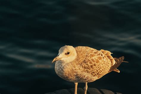 Close up of Seagull · Free Stock Photo