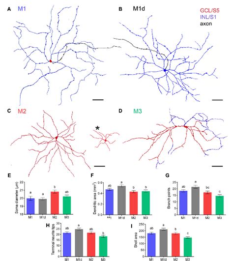 Figure 3 From Loss Of Melanopsin Expressing Ganglion Cell Subtypes And