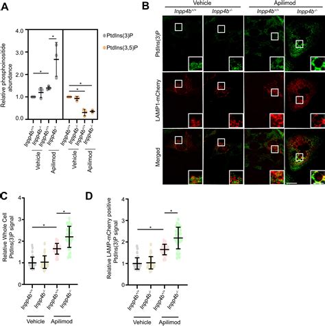 Inhibition Of Lipid Kinase Pikfyve Reveals A Role For Phosphatase