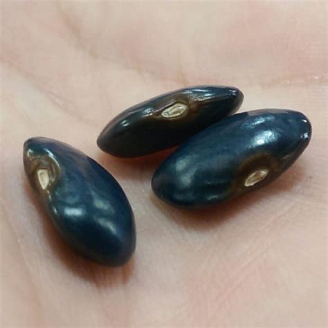 Three black dry beans, with an almost bluish shine in the light.