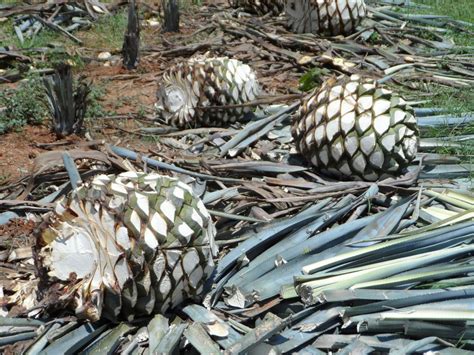 Guía básica Cómo cultivar el agave una opción para zonas semiáridas