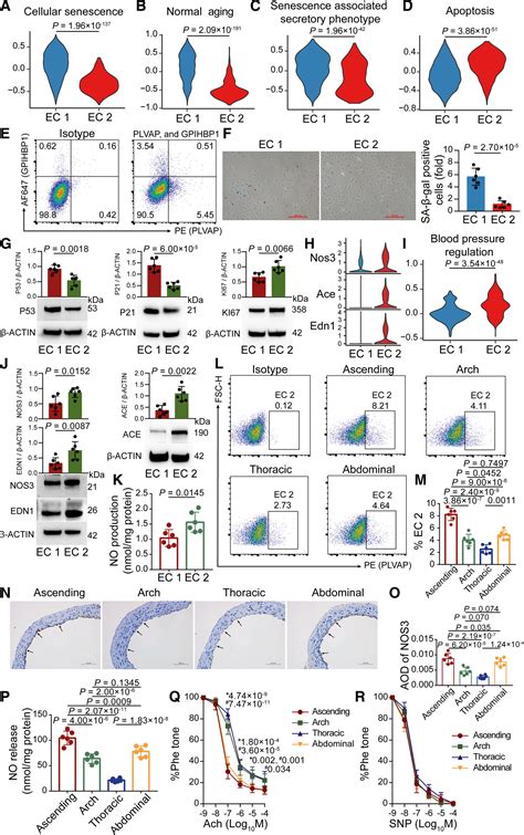 Single Cell Rna Sequencing And Assay For Transposase Accessible