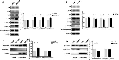 Psat1 Regulated Aktgsk3ββ Catenin Signaling Pathway In Pdlscs A The Download Scientific