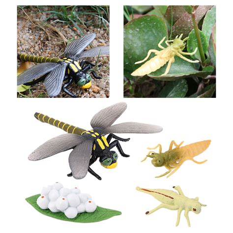 4 Stages Life Cycle of Dragonfly Nature Insects Li... – Grandado