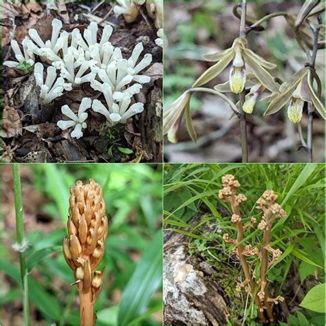 九重山麓花散歩。 そうだ！山に登ろう