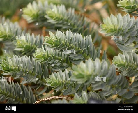 Primer Plano Del Follaje De La Planta Ornamental Euphorbia Myrsinitis O