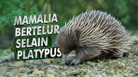 Mamalia Bertelur Dari Papua Yang Tidak Sepopuler Platypus Echidna