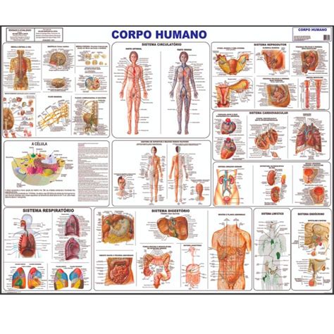 Corpo Humano Poster Mapa Anatomia Partes Corpo Medicina Shopee Brasil