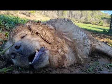 Descubre Todo Sobre El Encantador Golden Retriever En Barcelona Su