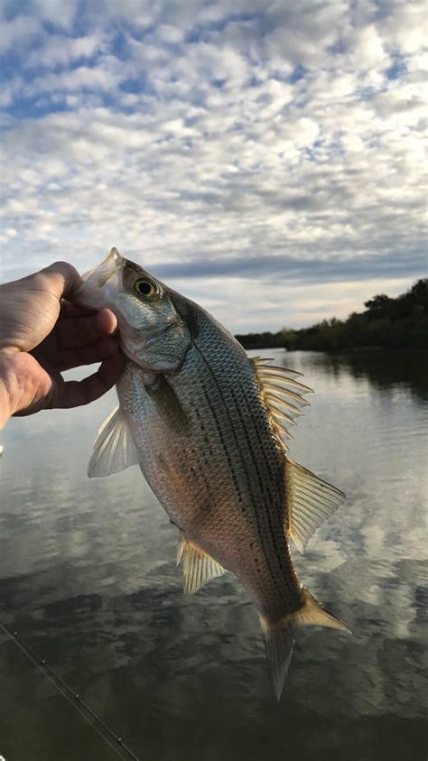 Fw Chunky White Bass On Lake Thunderbird In Oklahoma Only Fish I