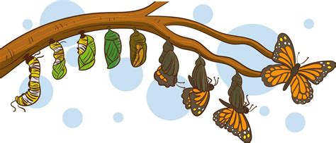 Caterpillar Turning Into A Butterfly Vector Illustration 24644132