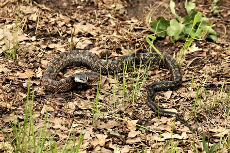 Chicken Snake In Leaves Free Stock Photo - Public Domain Pictures