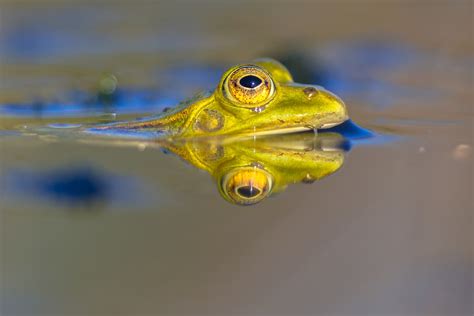 15 Types Of Aquatic Frogs With Pictures Semi And Fully Aquatic