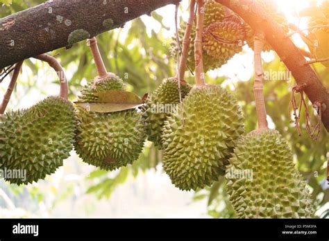 Durian Farm Musang King In Focus Stock Photo Alamy