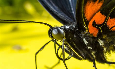 Butterfly Face Up Close At Larry Mcwhorter Blog