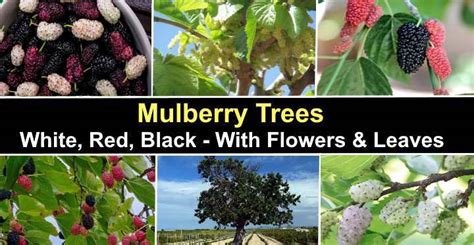 Mulberry Trees: White, Red, Black - With Flowers and Leaves (Pictures)