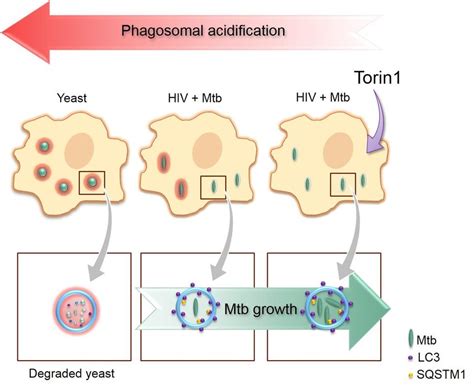 Schematic Summary Of Paper I Autophagy In Macrophages Infected With