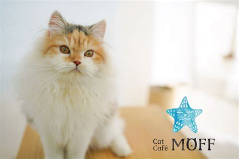 Cat Café Moff こだわりの美味しいドリンク・可愛いネコたちと癒しの時間を過ごせる猫カフェ