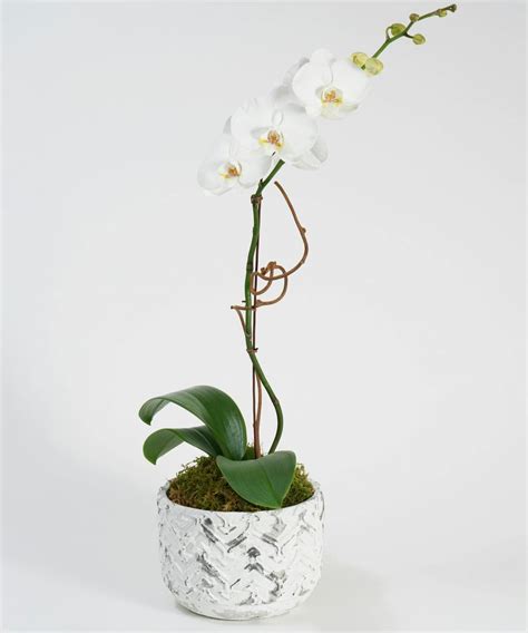 White Orchid Plant Delivery Philadelphia (PA) Robertson's Flowers