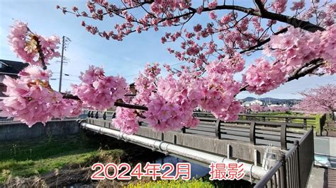 【2024年3月上旬まで！】西古瀬川の河津桜、通称「八幡桜」が良い感じ！一足早く春を味わおう！ 豊川ガイド