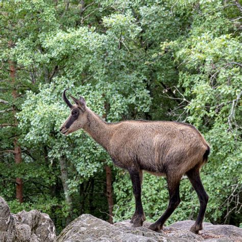 Goat chamois in profile stock image. Image of wild, mountain - 276671793