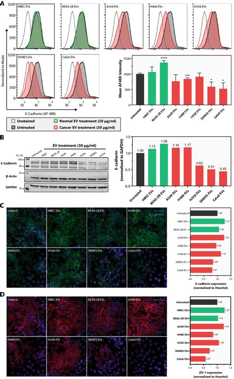 Varied Potential Of Nsclc Evs To Modulate The Expression Of Junctional Download Scientific