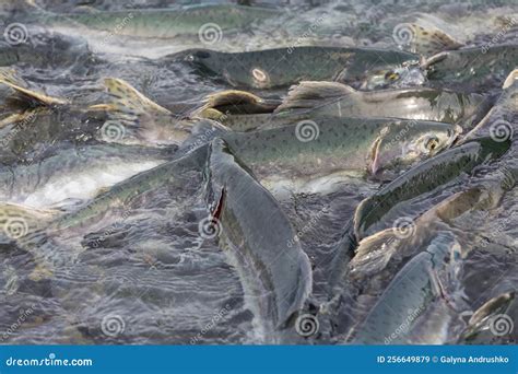 Spawning salmon stock image. Image of marine, sockeye - 256649879