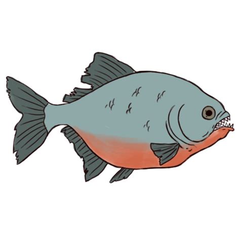 How To Draw A Piranha 6 Steps With Pictures WikiHow