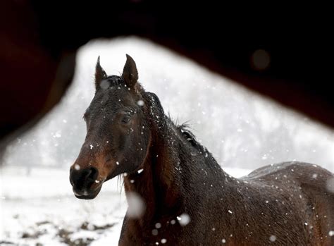 First 2022 Measurable Snowfall Arrives Chicago Tribune