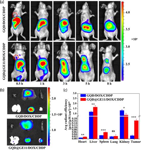 A In Vivo Fluorescence Imaging Of Tumorbearing Nude Mice After