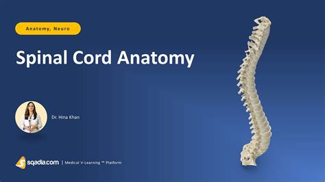 Spinal Cord Anatomy Nerves