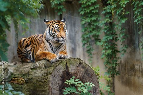 Sumatran tiger Stock Photo | Adobe Stock