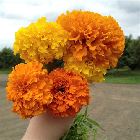 Marigolds Marigold Lei Necklace Favorite Things Plants Jewelry