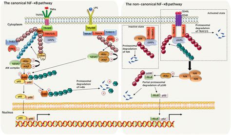 Canonical and non canonical NF κB activating pathways The canonical