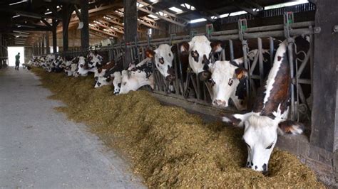 Drêches de blé d orge ou de maïs dans l alimentation des vaches