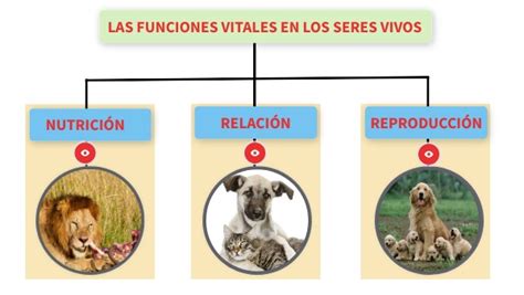 Funciones Vitales De Los Seres Vivos