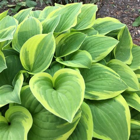 Hosta The King Hosta à Feuillage Vert Marginé De Jaune à Crème