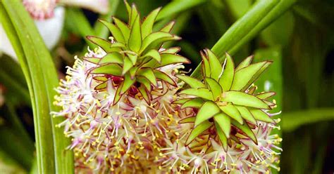 Pineapple Flower Lily Care: How To Grow Eucomis Plants