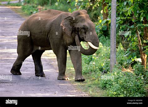 Male Elephant In Dandeli Karnataka India Stock Photo Alamy