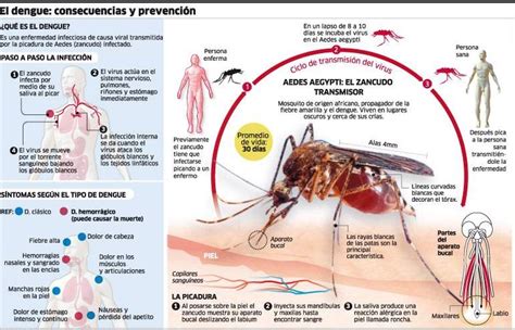 Dengue En Hermosillo Transmisión Y Tratamiento