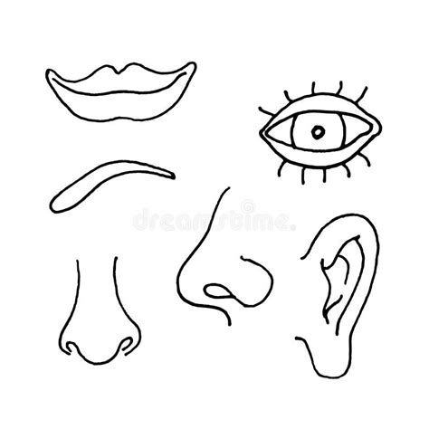 Parts Of The Face Diagram