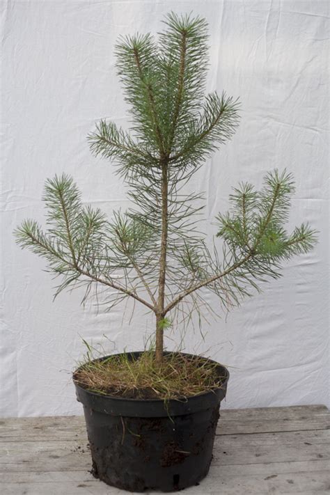 Сосна обыкновенная Pinus sylvestris - купить саженцы сосны обыкновенной ...