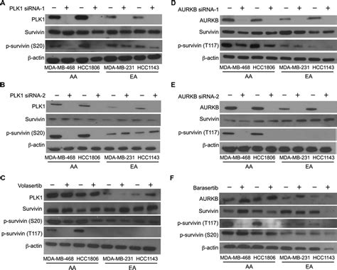 Silencing Or Inhibition Of Plk And Aurkb Modulates Survivin