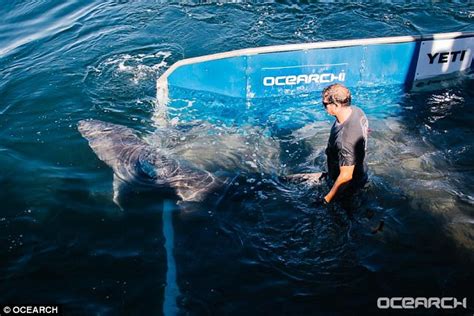 Great White Shark Named George Stalks Everglade Waters Daily Mail Online